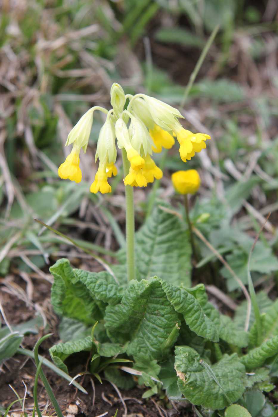 Image of Primula macrocalyx specimen.