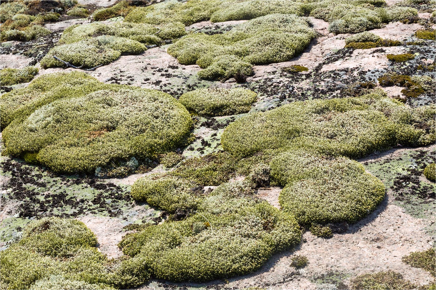 Image of familia Grimmiaceae specimen.