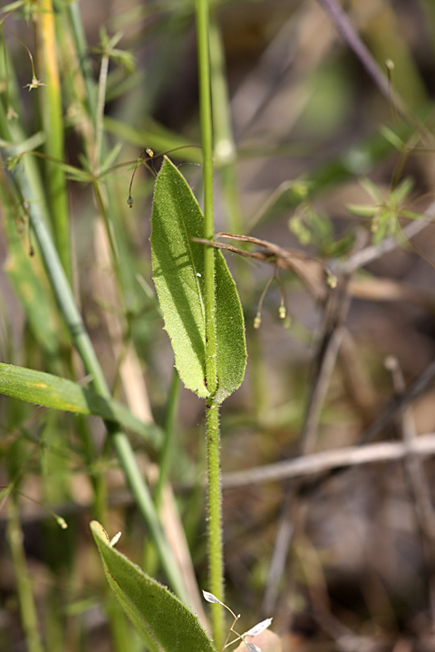 Изображение особи Crepis pulchra ssp. turkestanica.