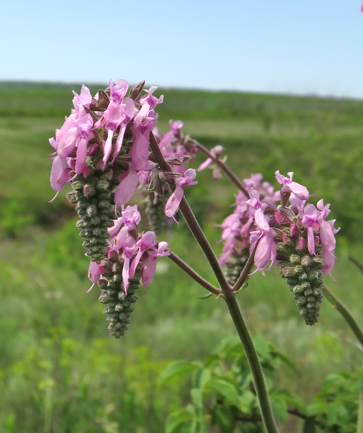 Image of Salvia nutans specimen.