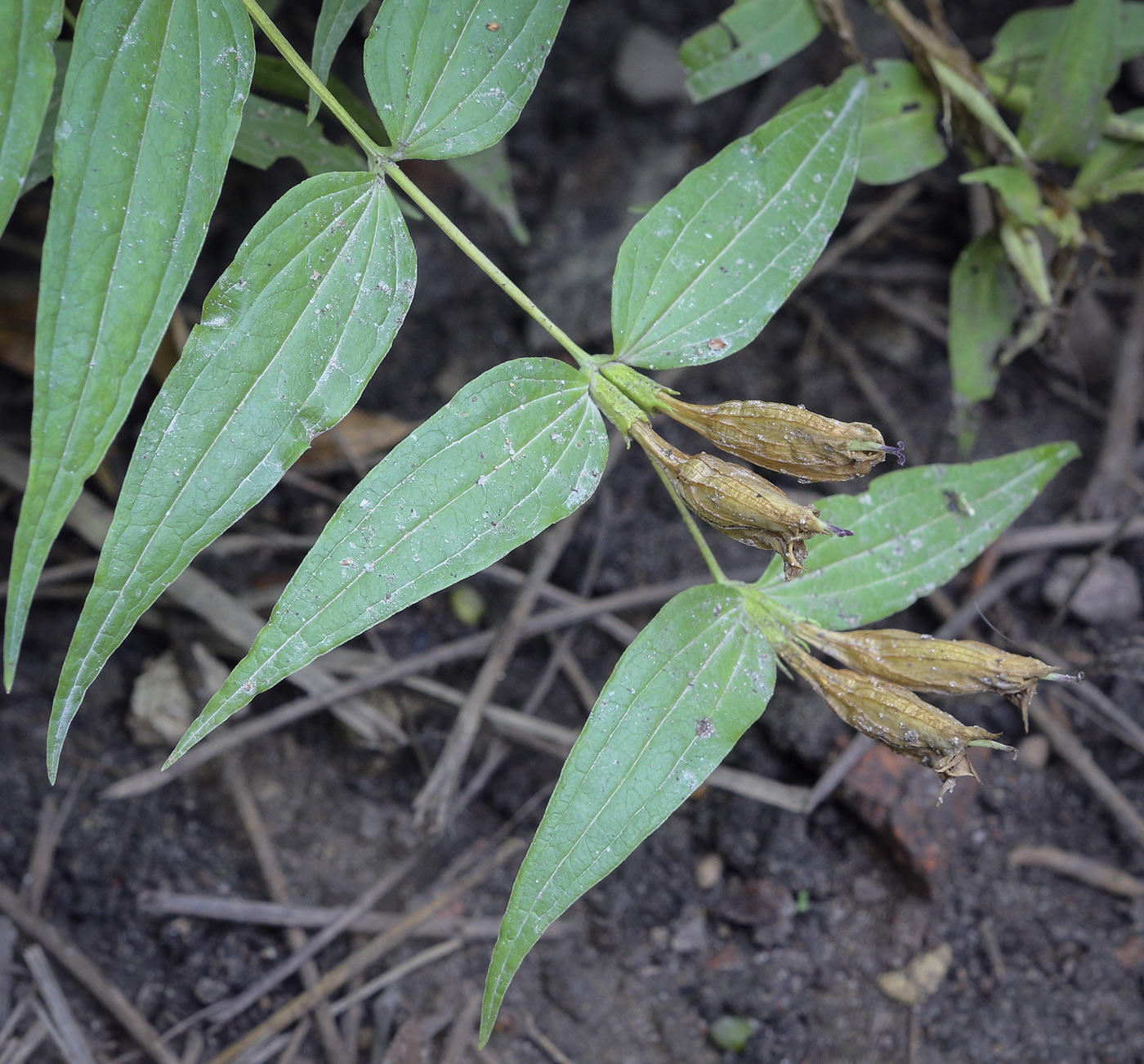 Image of Gentiana asclepiadea specimen.