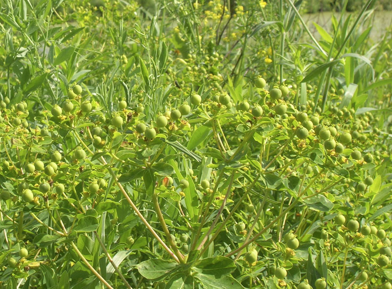 Изображение особи Euphorbia semivillosa.