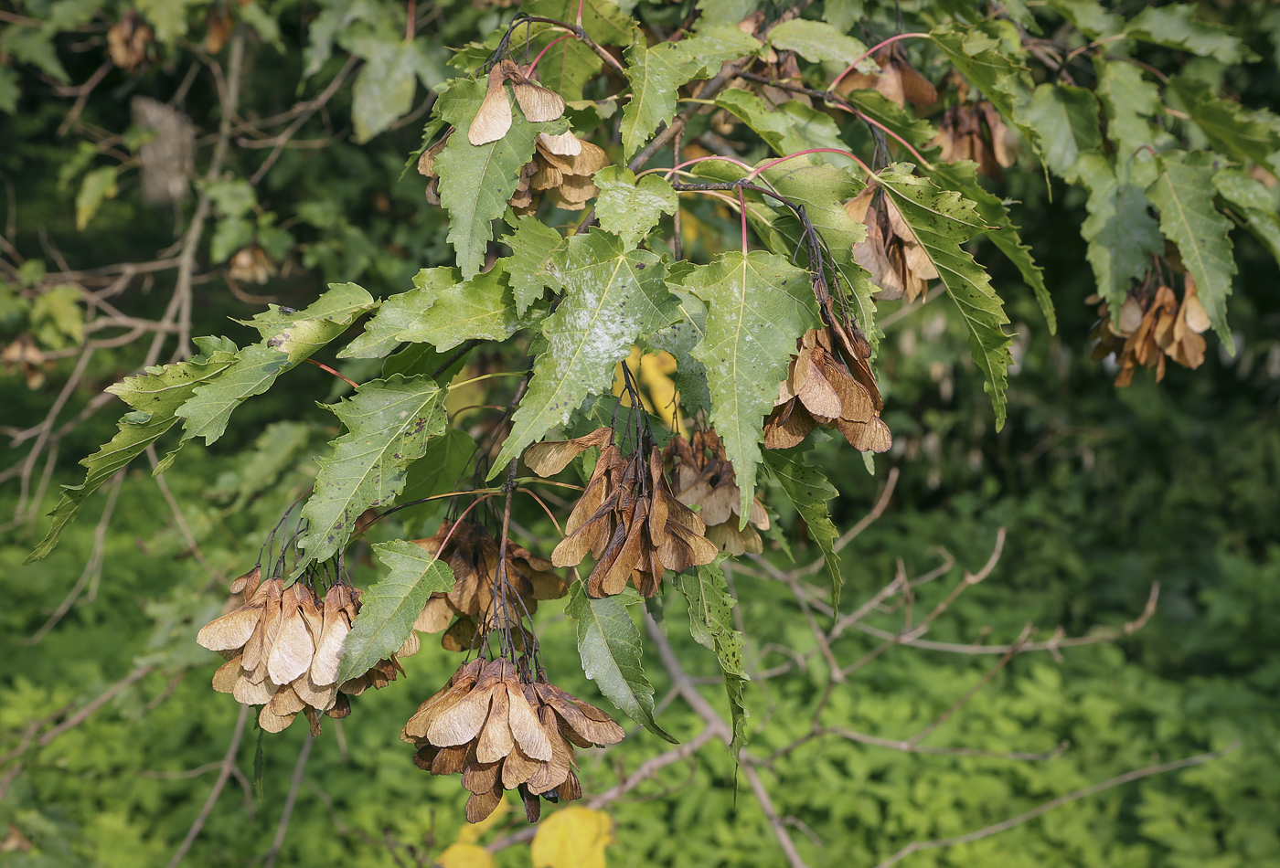 Image of Acer ginnala specimen.