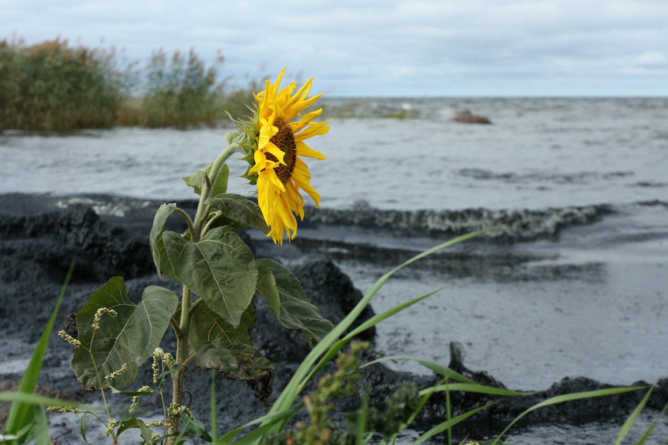 Изображение особи Helianthus annuus.