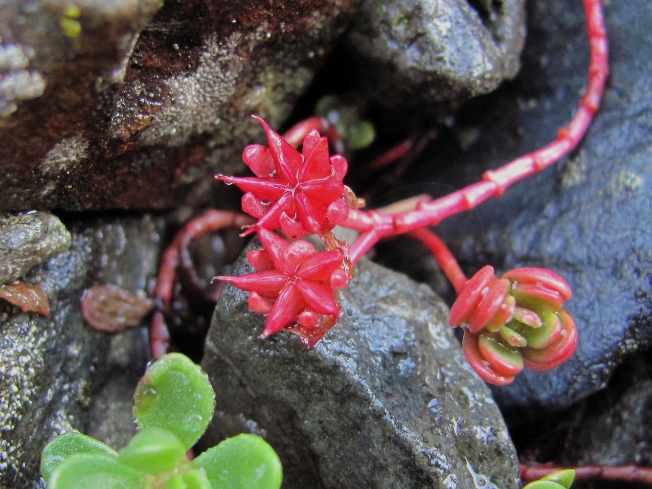 Изображение особи Sedum stevenianum.