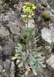 Erysimum kykkoticum