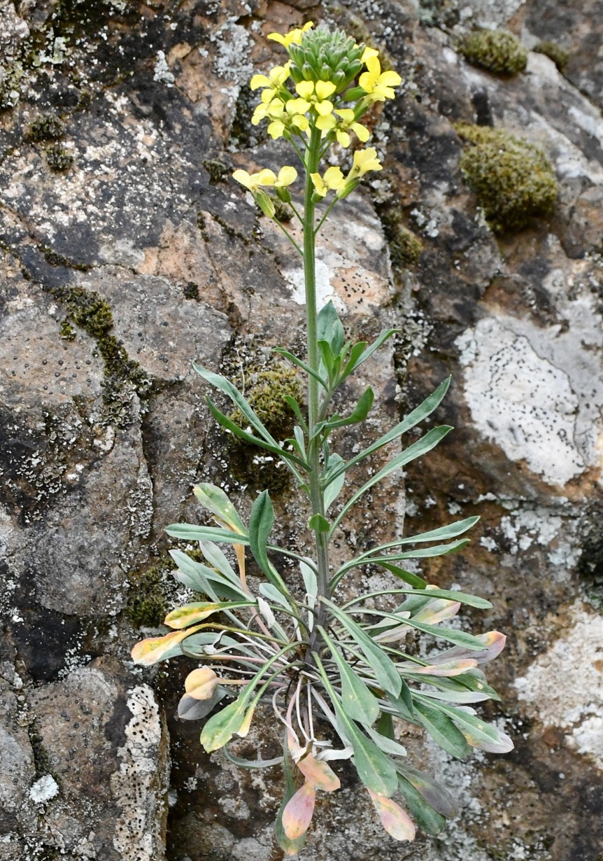 Image of Erysimum kykkoticum specimen.