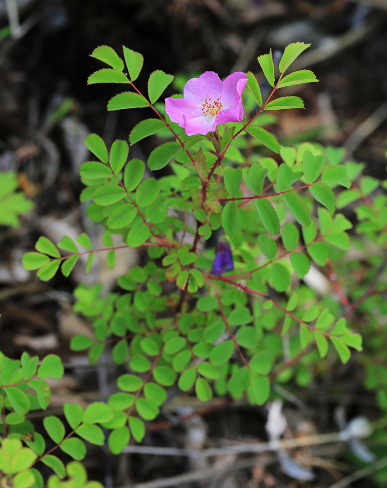 Изображение особи Rosa koreana.