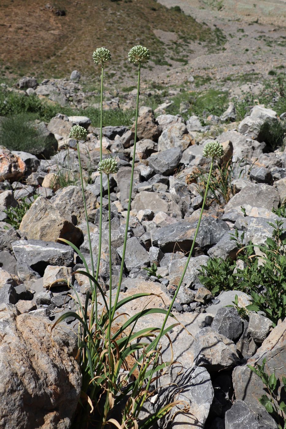 Image of Allium drobovii specimen.