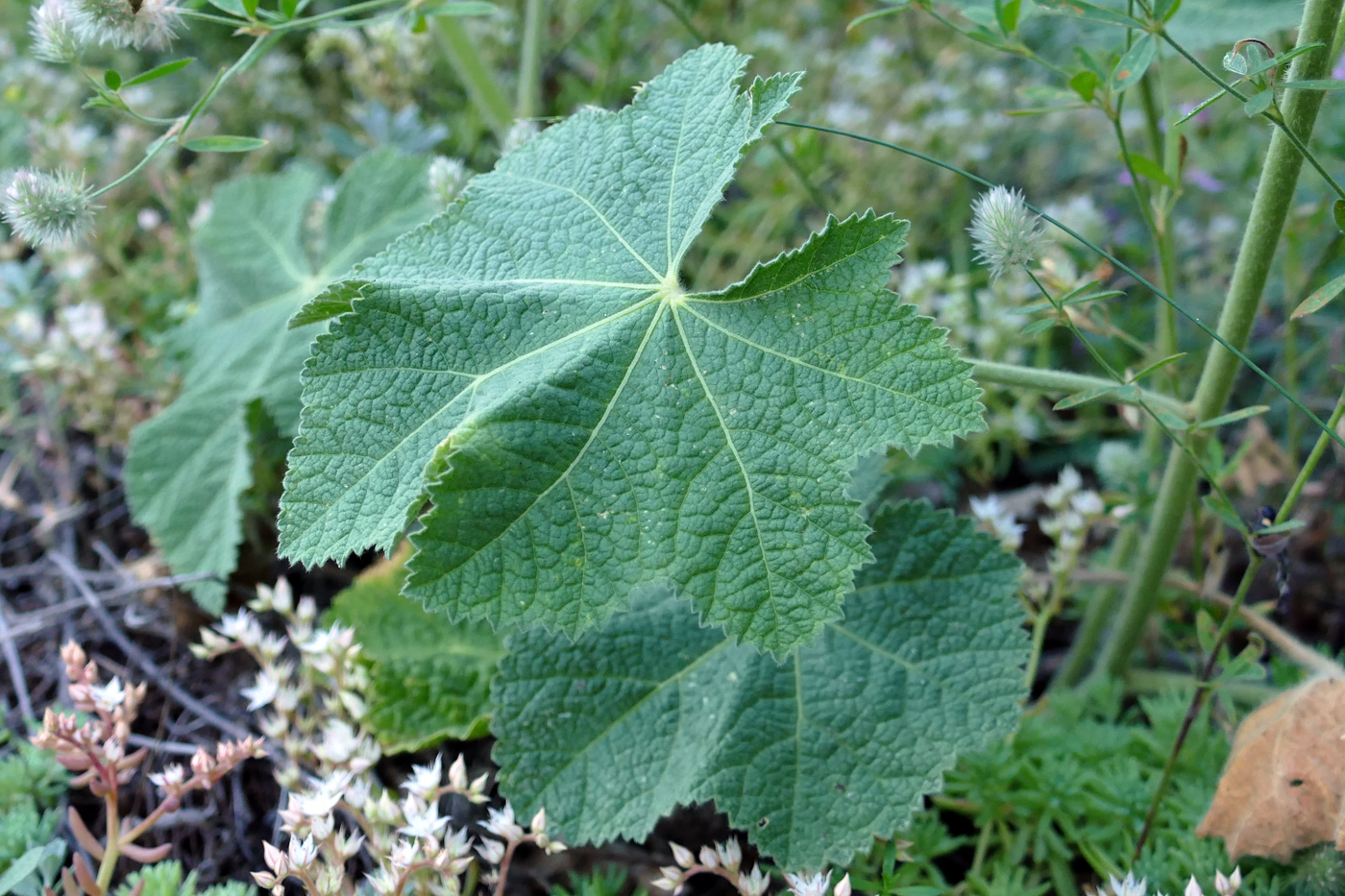 Изображение особи Alcea rugosa.