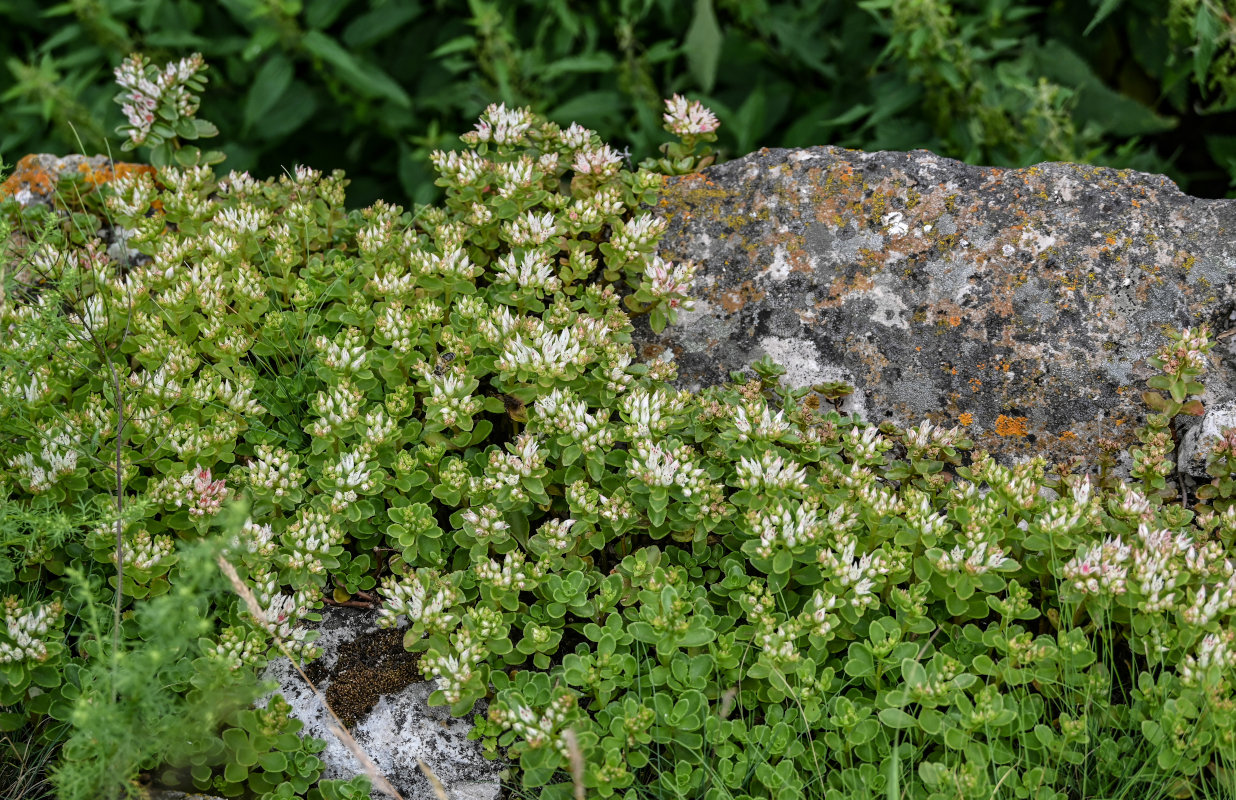 Image of Sedum oppositifolium specimen.