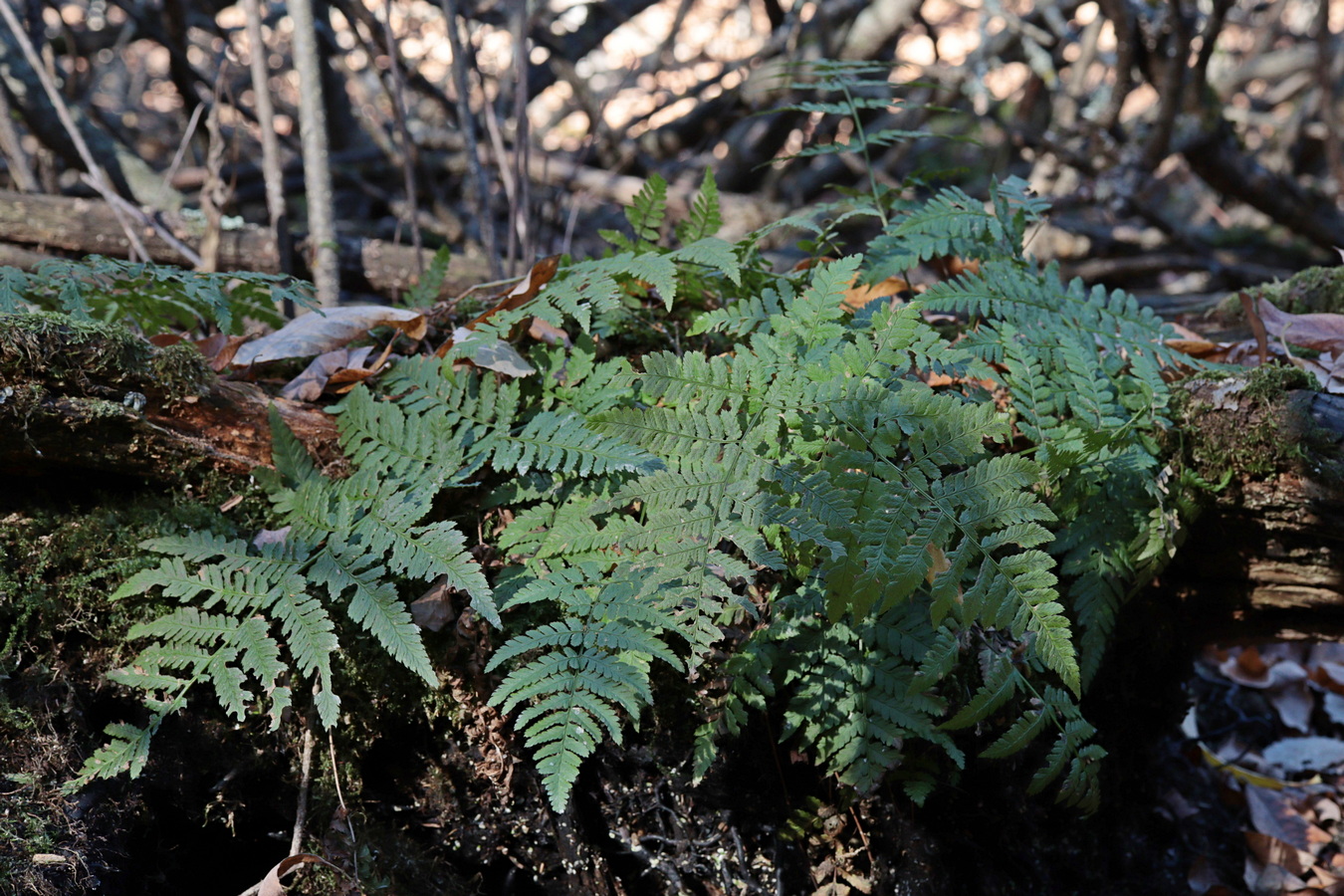 Изображение особи Dryopteris carthusiana.