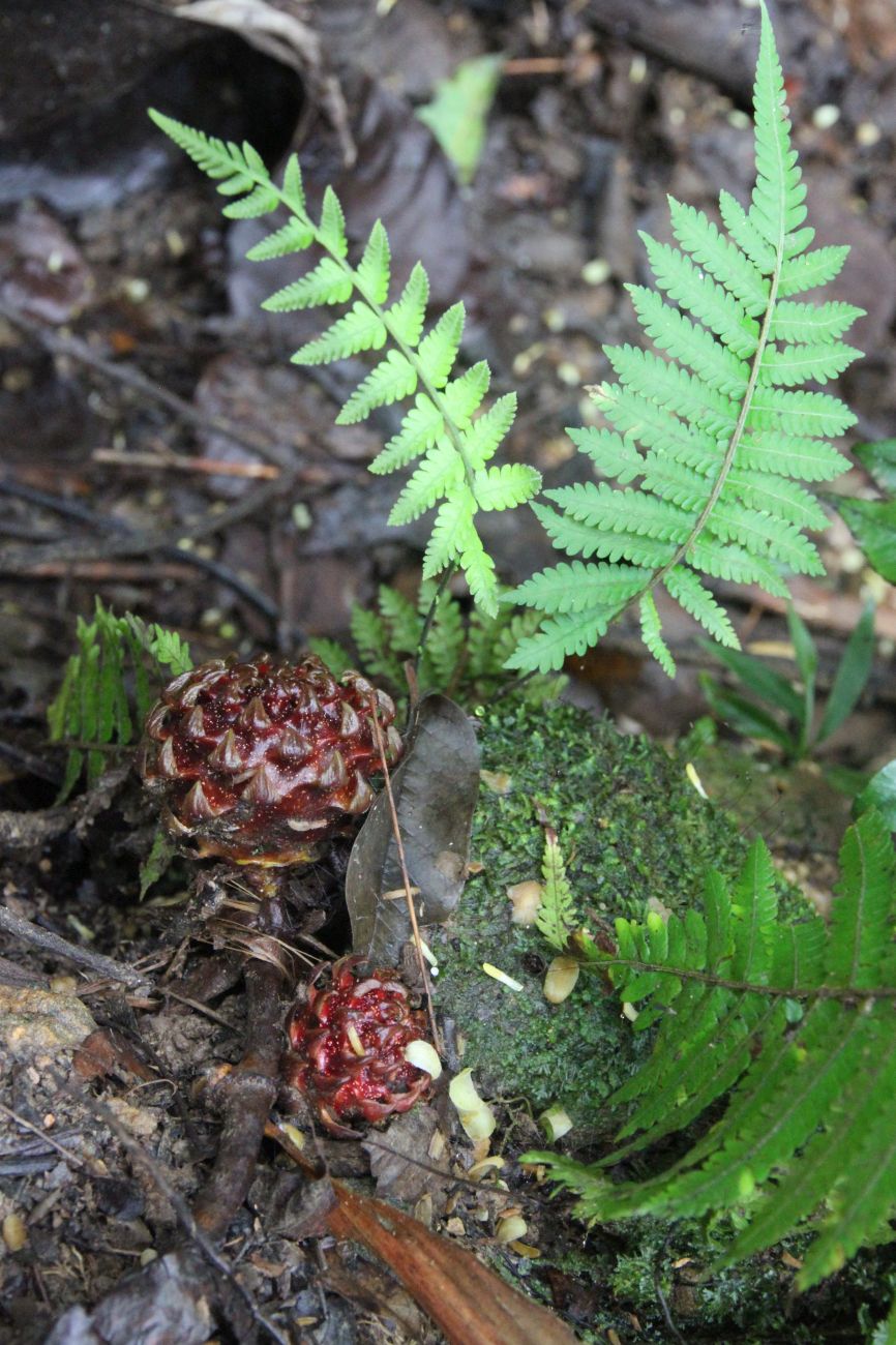 Image of Ficus uncinata specimen.