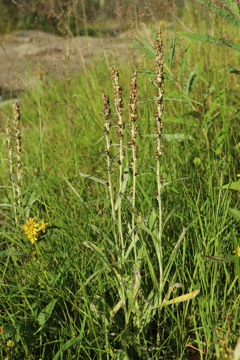 Image of Omalotheca norvegica specimen.