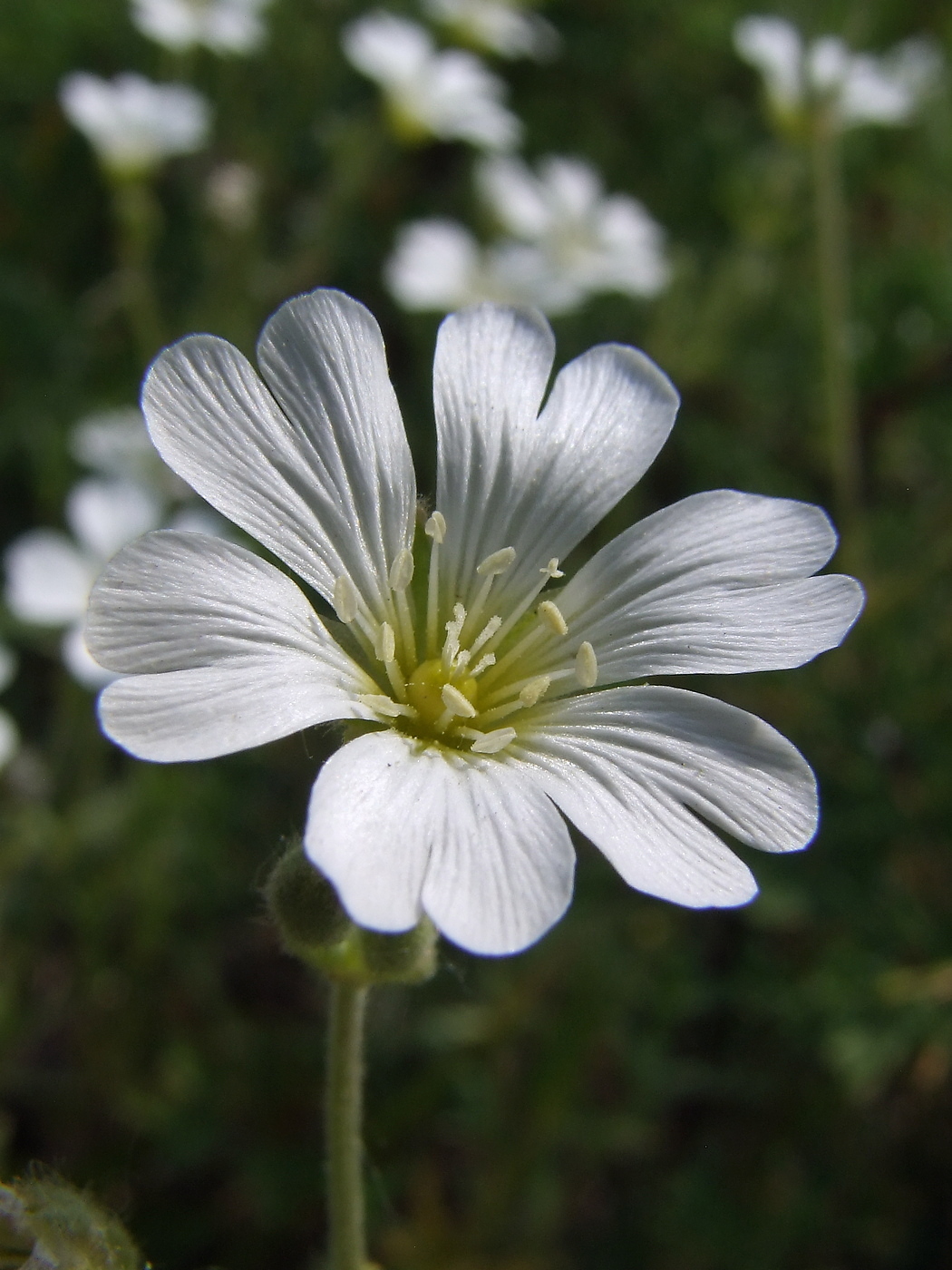 Image of Cerastium arvense specimen.