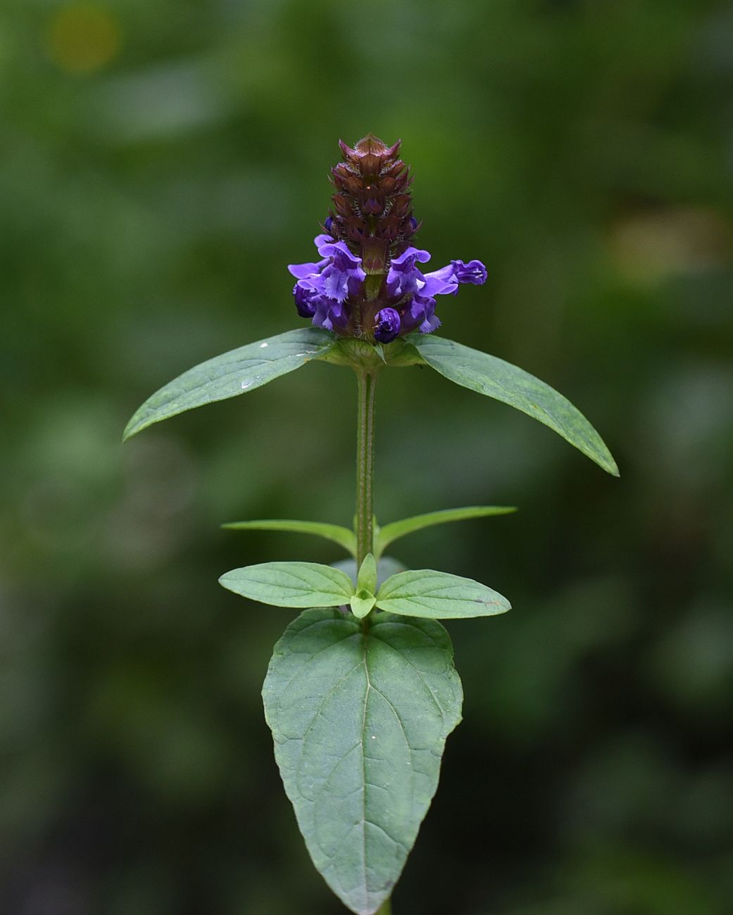 Изображение особи Prunella vulgaris.