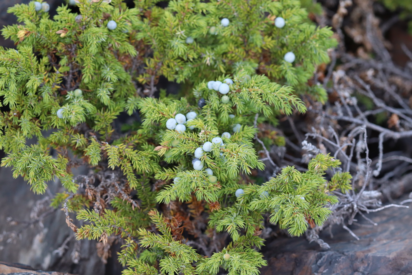 Image of Juniperus sibirica specimen.