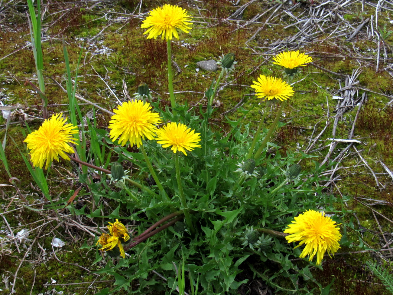 Image of Taraxacum printzii specimen.