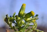 Senecio vulgaris