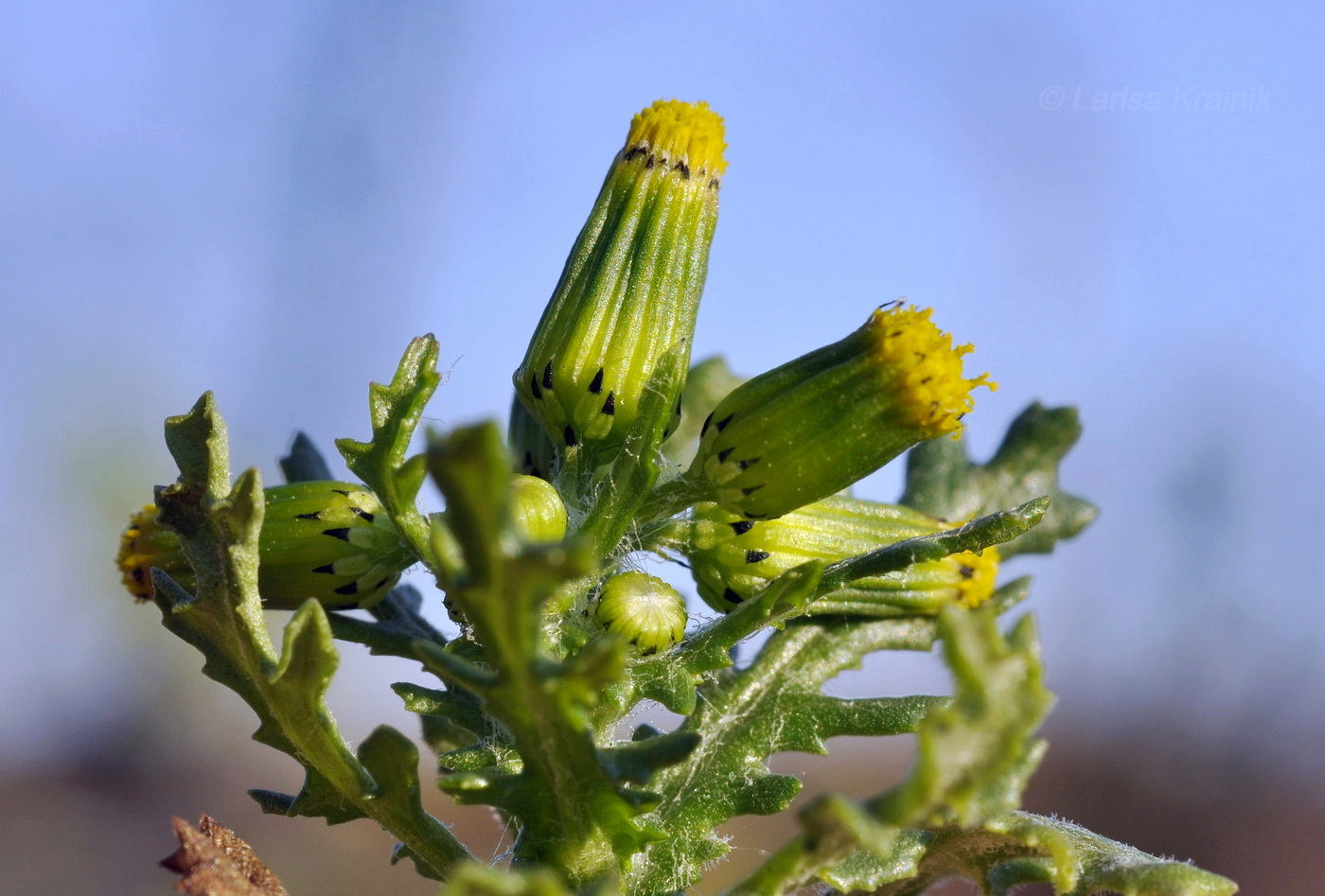 Изображение особи Senecio vulgaris.