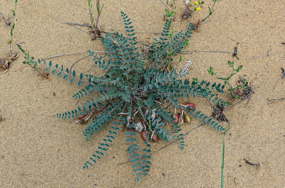 Изображение особи Astragalus longipetalus.