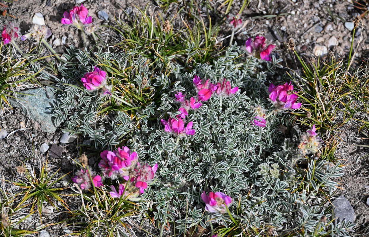 Image of Hedysarum minjanense specimen.