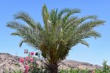 Phoenix dactylifera. Крона плодоносящего растения (рядом видны ветви цветущего Nerium oleander). Египет, мухафаза Асуан, о-в Агилика, в культуре. 03.05.2023.