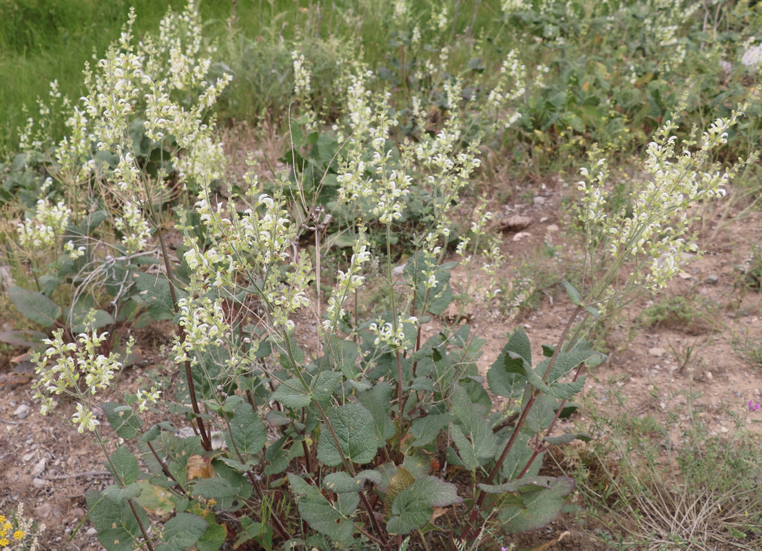 Изображение особи Salvia limbata.