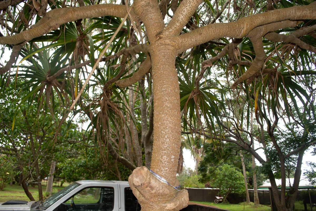 Image of Pandanus odorifer specimen.