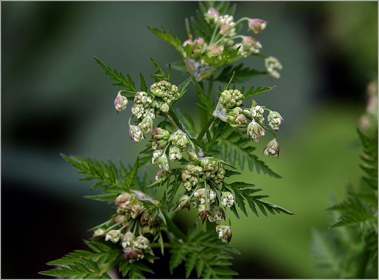 Изображение особи Anthriscus sylvestris.