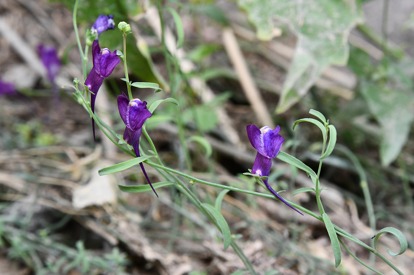 Image of Linaria transiliensis specimen.