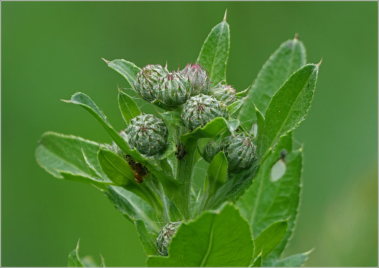 Image of Cirsium setosum specimen.