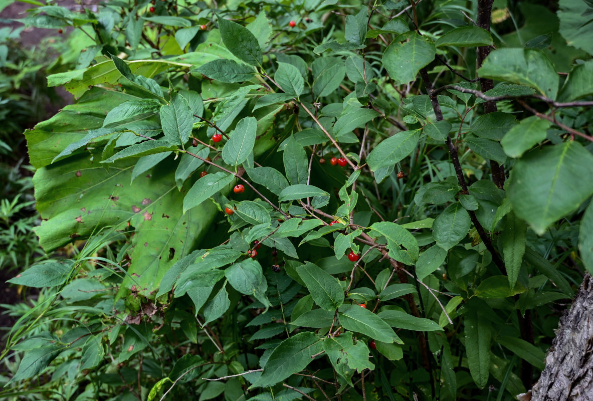 Изображение особи Lonicera sachalinensis.