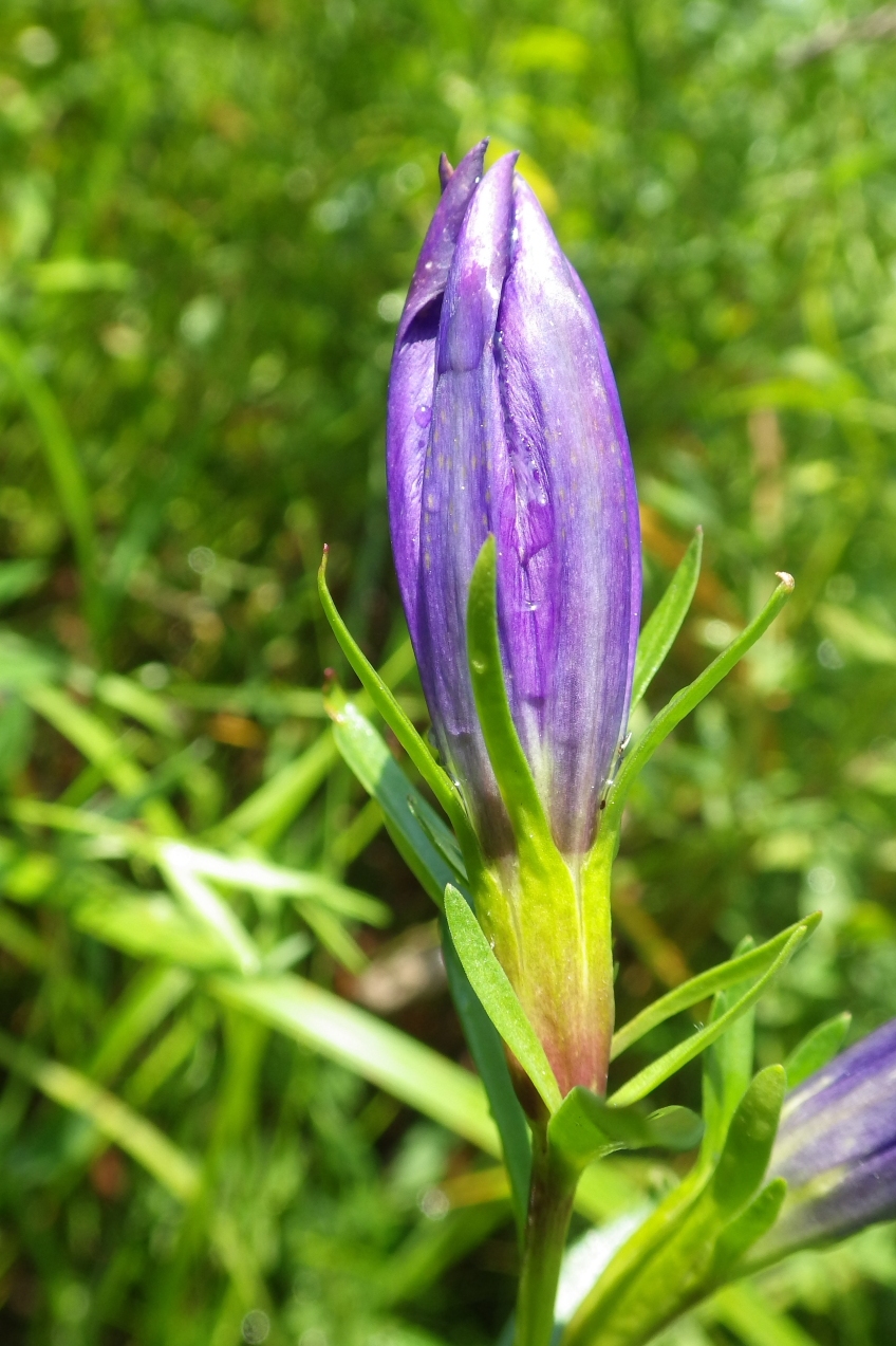 Image of Gentiana pneumonanthe specimen.