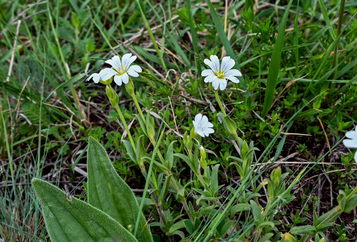 Image of Cerastium purpurascens specimen.