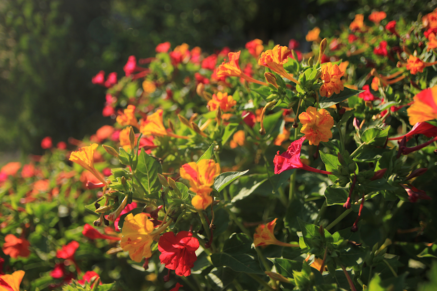 Изображение особи Mirabilis jalapa.