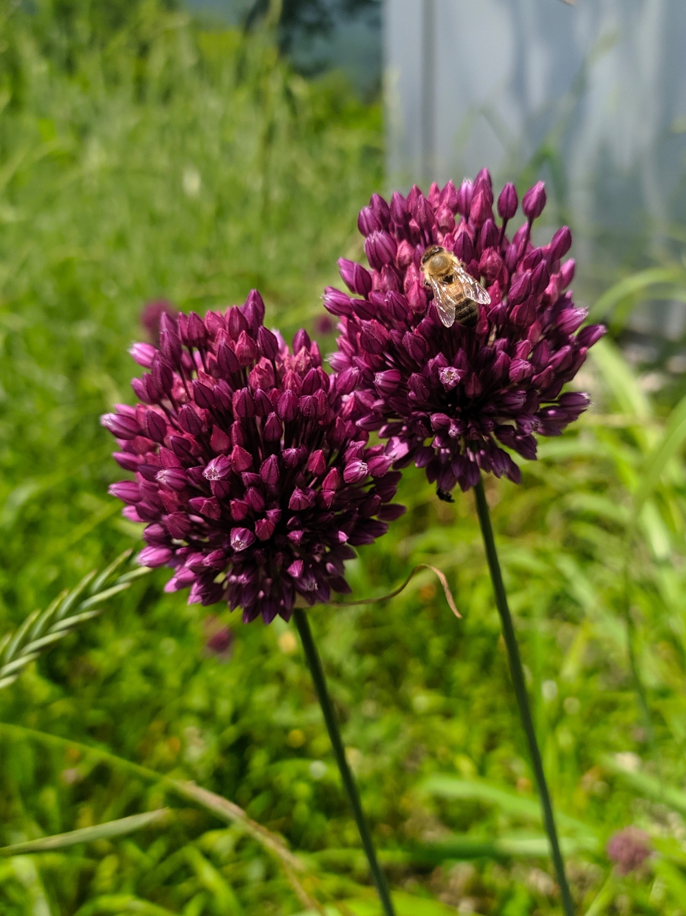 Image of Allium rotundum specimen.