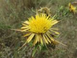 Carlina corymbosa