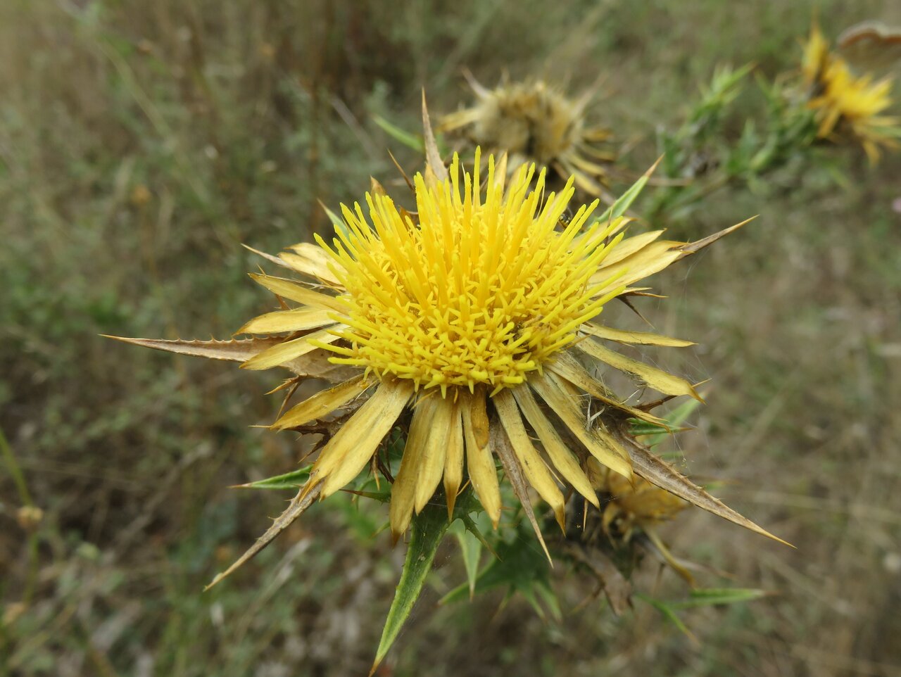 Изображение особи Carlina corymbosa.