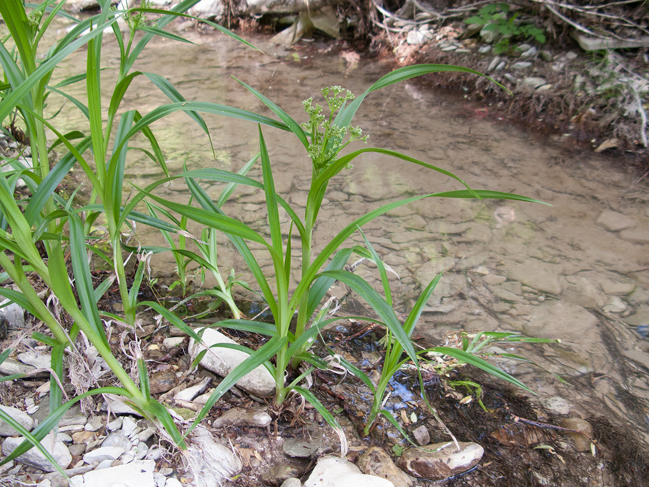 Изображение особи Scirpus sylvaticus.