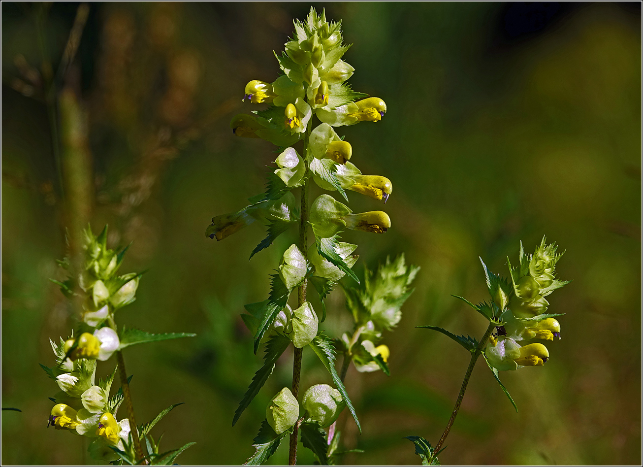 Image of Rhinanthus aestivalis specimen.