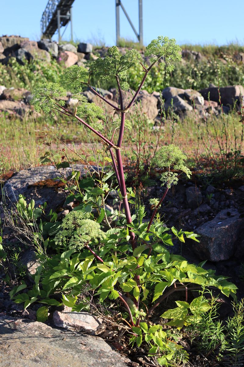 Изображение особи Archangelica litoralis.