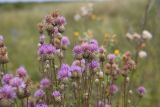 Centaurea scabiosa. Верхушки побегов с соцветиями. Тульская обл., Куркинский р-н, степное ур. Горки, луг. 30 июля 2024 г.