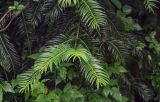 Cephalotaxus harringtonia