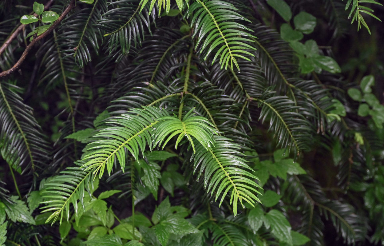 Image of Cephalotaxus harringtonia specimen.