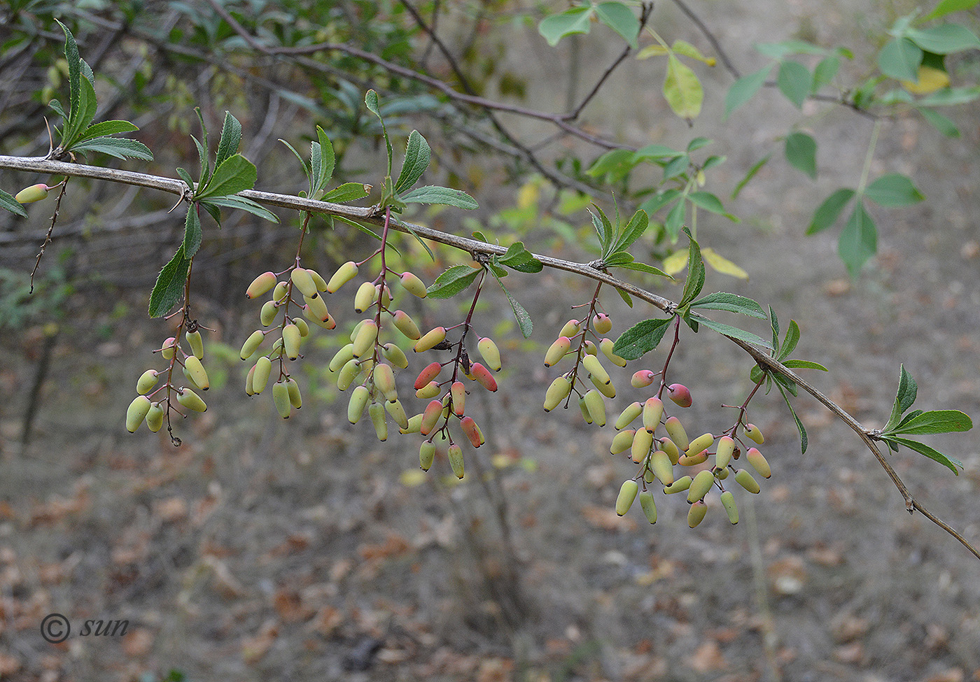 Изображение особи Berberis vulgaris.