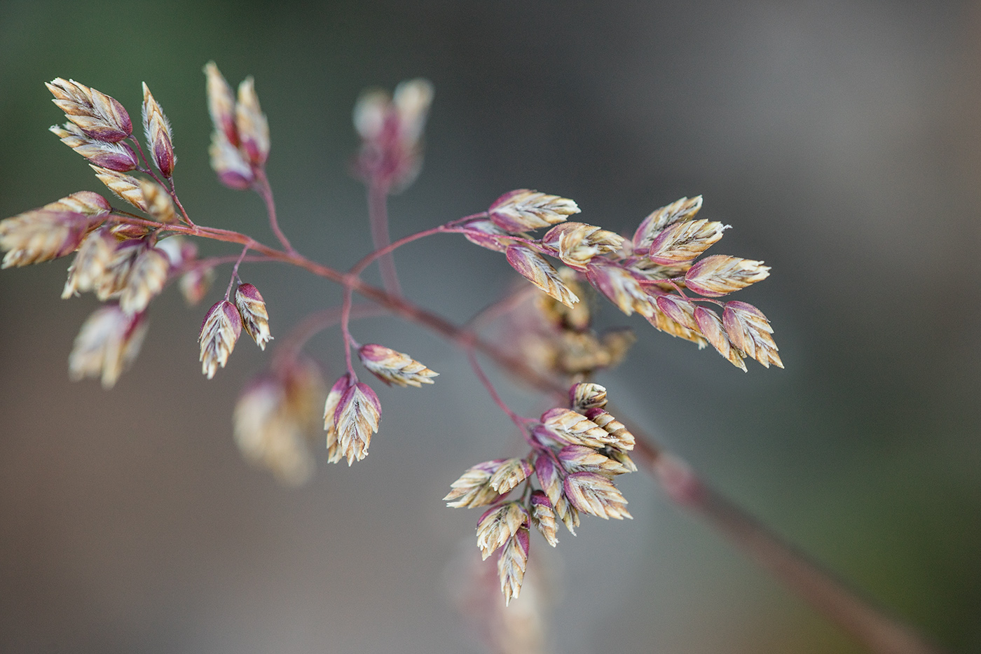 Image of Poa alpina specimen.