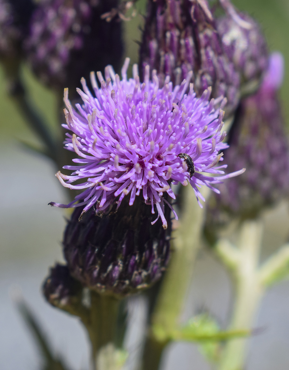 Изображение особи Cirsium arvense.