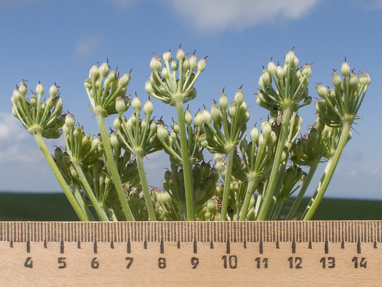 Image of familia Apiaceae specimen.