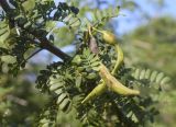 Vachellia karroo. Соплодие и верхушки листьев. Испания, автономное сообщество Каталония, провинция Жирона, комарка Баш Эмпорда, муниципалитет Калонже, дубово-сосновый лес, обочина просёлочной дороги, беглец из культуры. 09.11.2024.